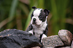 Boston Terrier Welpe