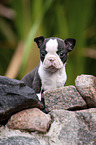 Boston Terrier Welpe