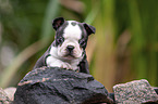 liegender Boston Terrier Welpe