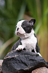 liegender Boston Terrier Welpe