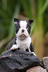 Boston Terrier Welpe