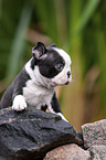 Boston Terrier Welpe
