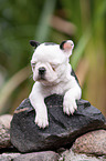 liegender Boston Terrier Welpe