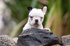 liegender Boston Terrier Welpe