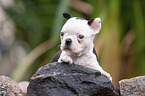 liegender Boston Terrier Welpe