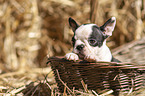 Boston Terrier Welpe