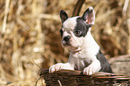 Boston Terrier Welpe