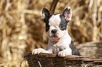 Boston Terrier Welpe