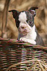 Boston Terrier Welpe