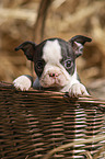 Boston Terrier Welpe