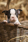 Boston Terrier Welpe