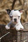 Boston Terrier Welpe
