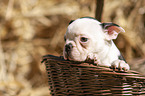 Boston Terrier Welpe
