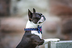 Boston Terrier mit Fliege