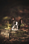 Boston Terrier