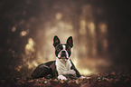 liegender Boston Terrier