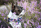 Boston Terrier in der Heide