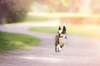 rennender Boston Terrier