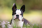 Boston Terrier Portrait