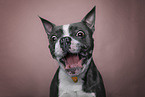 grau-weier BostonTerrier