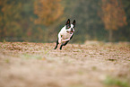 rennender Boston Terrier