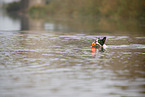Boston Terrier im Wasser