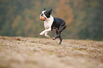 rennender Boston Terrier