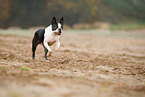 rennender Boston Terrier