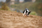 rennender Boston Terrier