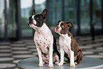 2 Boston Terrier