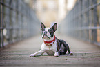 junger Boston Terrier