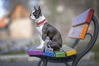 junger Boston Terrier