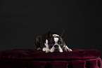 Boston Terrier im Studio