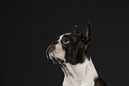 Boston Terrier im Studio