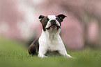 Boston Terrier