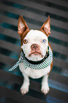 Boston Terrier