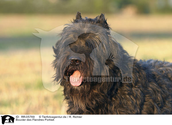 Bouvier des Flandres Portrait / RR-05769