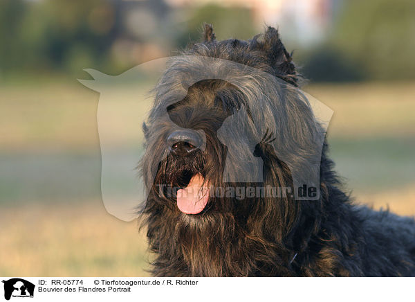 Bouvier des Flandres Portrait / Bouvier des Flandres Portrait / RR-05774