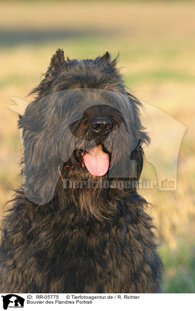 Bouvier des Flandres Portrait / Bouvier des Flandres Portrait / RR-05775