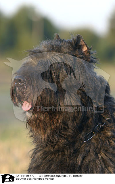 Bouvier des Flandres Portrait / Bouvier des Flandres Portrait / RR-05777