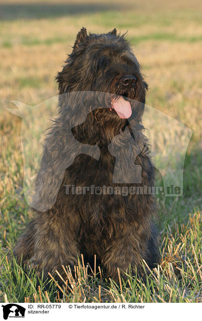 sitzender / sitting Bouvier des Flandres / RR-05779