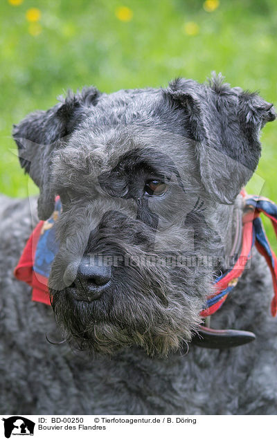 Bouvier des Flandres / Bouvier des Flandres / BD-00250