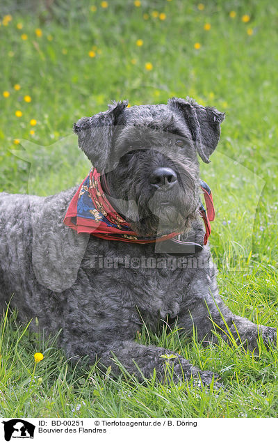 Bouvier des Flandres / BD-00251