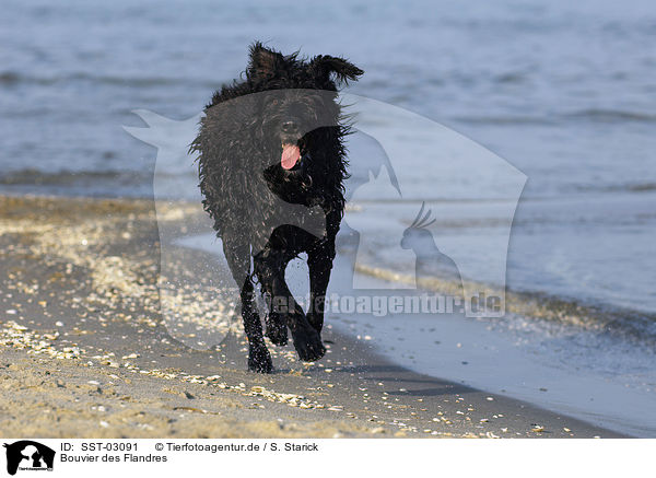 Bouvier des Flandres / Bouvier des Flandres / SST-03091