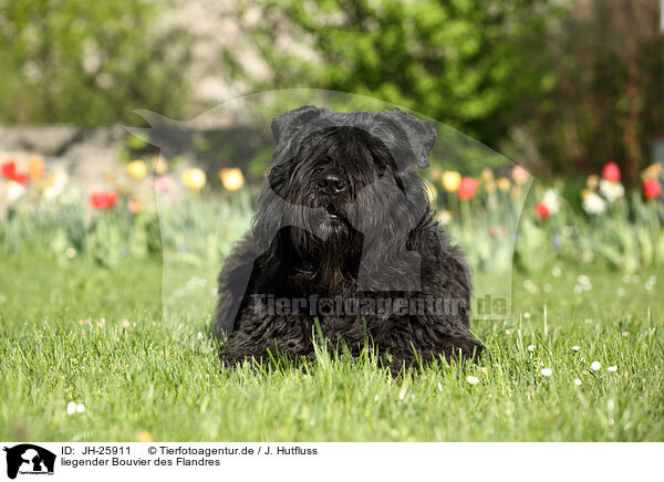 liegender Bouvier des Flandres / lying Bouvier des Flandres / JH-25911