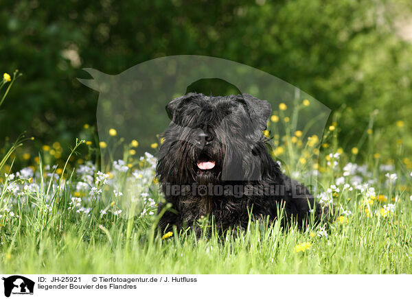 liegender Bouvier des Flandres / JH-25921