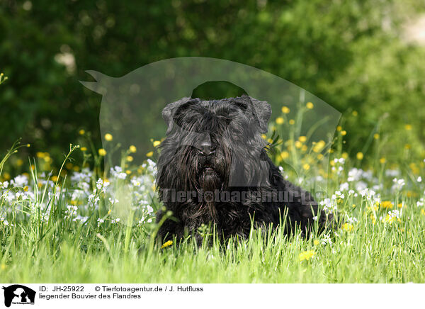 liegender Bouvier des Flandres / lying Bouvier des Flandres / JH-25922
