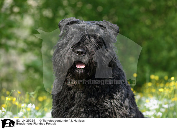 Bouvier des Flandres Portrait / JH-25925