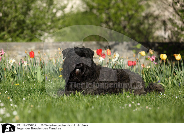 liegender Bouvier des Flandres / lying Bouvier des Flandres / JH-25932