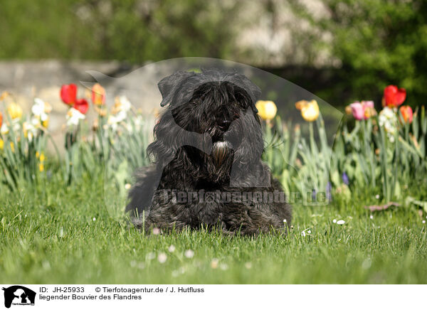 liegender Bouvier des Flandres / lying Bouvier des Flandres / JH-25933